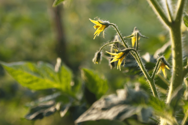 Tomato plant not flowering