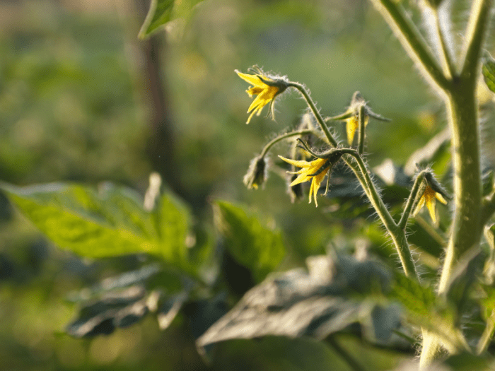 Tomato plant not flowering