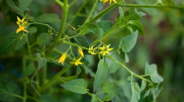 Tomato plant not flowering