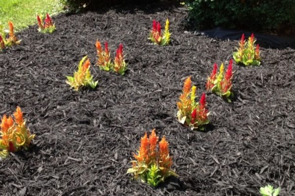 Can you plant flowers in mulch